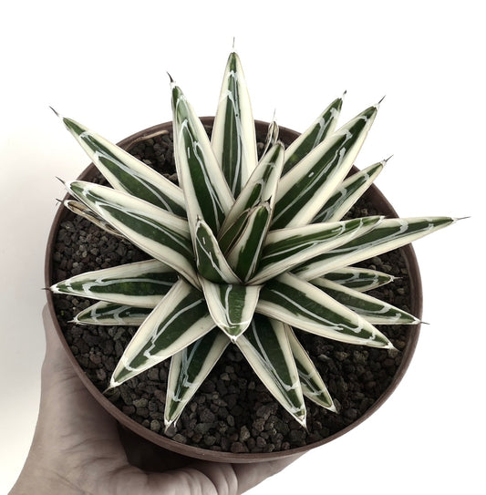 Agave victoriae reginae cv WHITE RHINO variegated succulent with sharp white-edged green leaves in pot