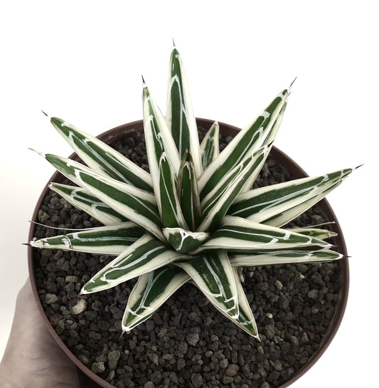 Agave victoriae reginae cv White Rhino variegated succulent with sharp spines and white-edged leaves