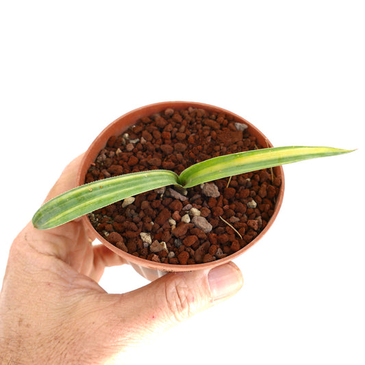 Agave weberi succulent plant with green and yellow variegated leaves in small pot