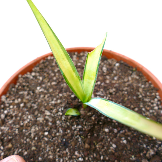 Agave weberi succulent with elongated variegated leaves and sharp green edges in pot