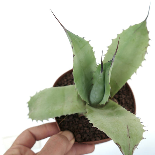 Agave weberi X Agave ovatifolia x Agave parryi small succulent with thick green spiny leaves in pot