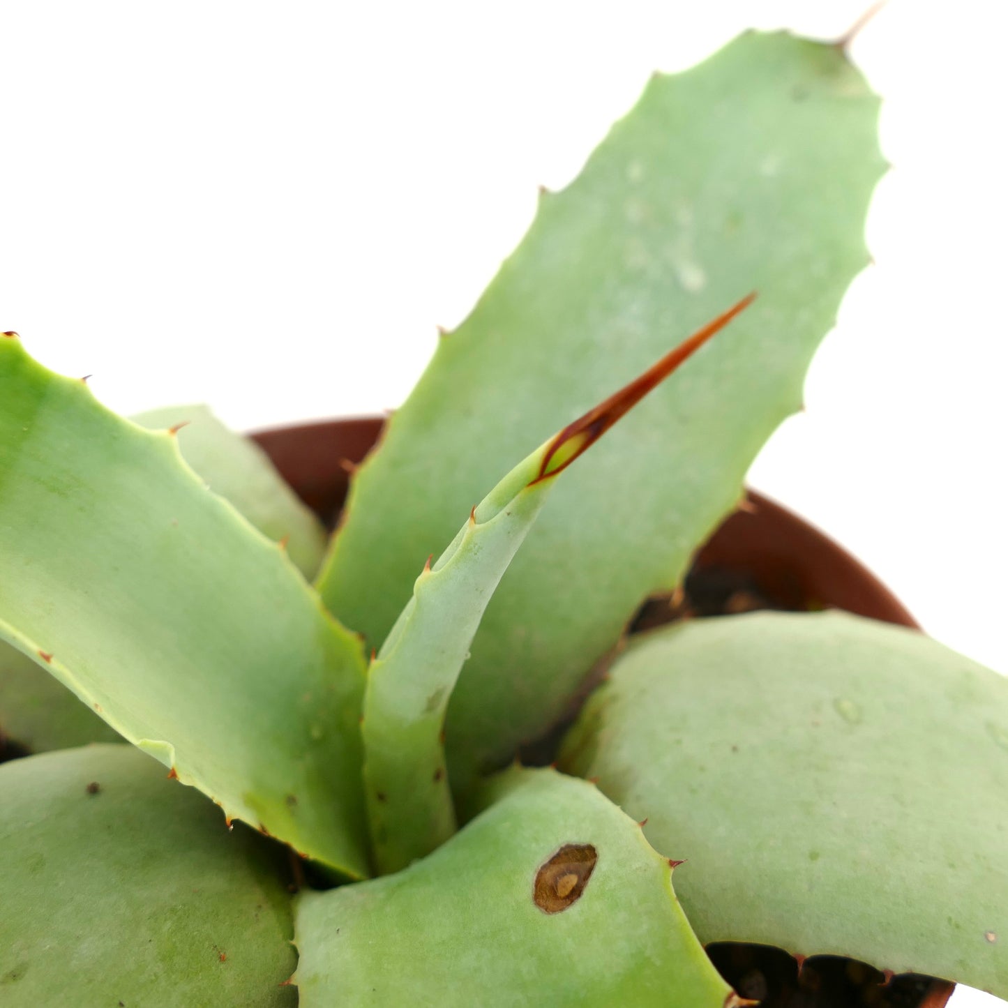 Agave weberi X Agave utahensis succulent with broad green leaves and sharp brown spines