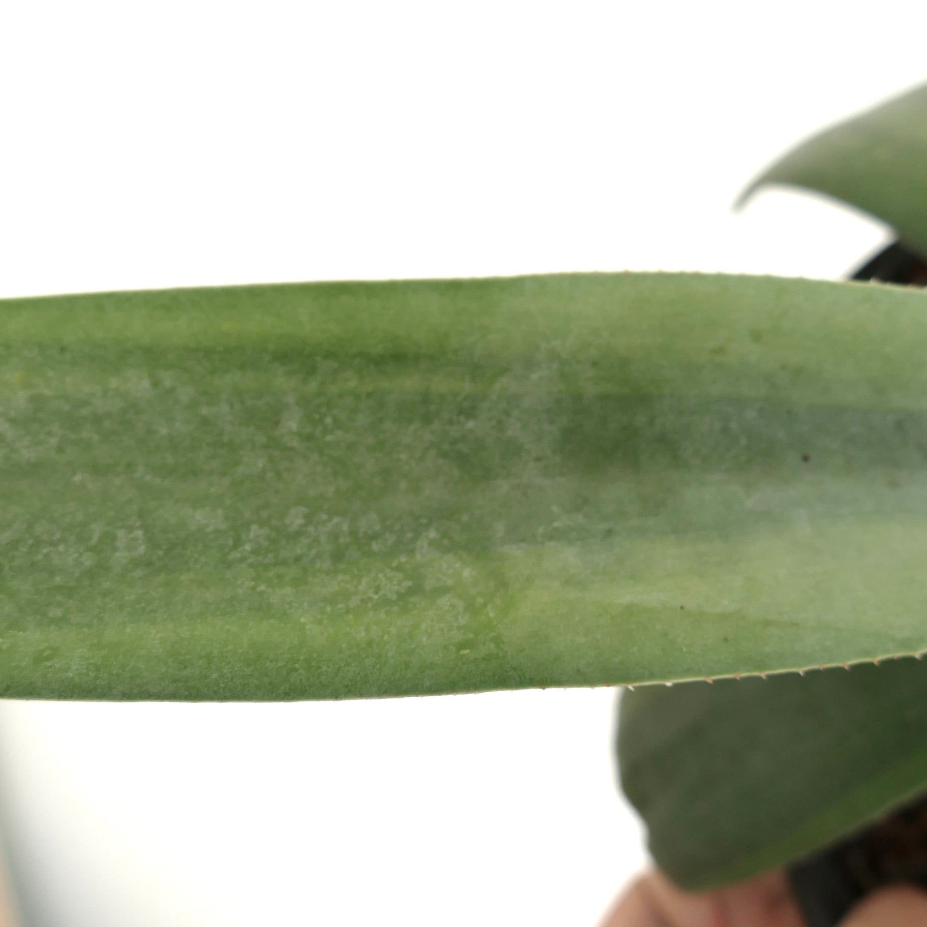 アガベ　ウェベリー アガベ・ウェベリ｜Agave weberi | DESERT INC.