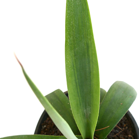 Agave weberi cv 'purple hearts' succulent with thick green leaves and pointed tips in pot
