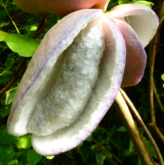 Akebia quinata unique purple-edged pod with translucent textured interior and green foliage background