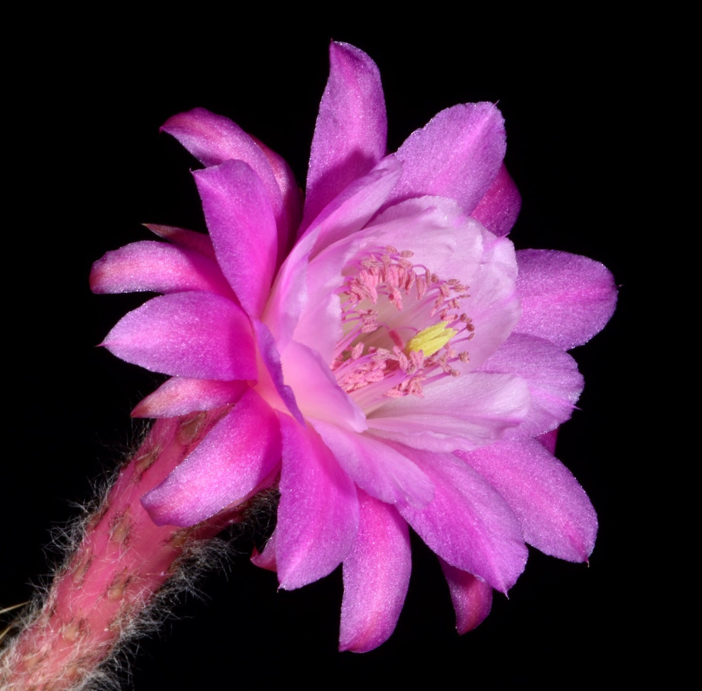 Akersia roseiflora cv "OTTO SCHULZ" vibrant pink cactus flower with fuzzy stem and delicate petals