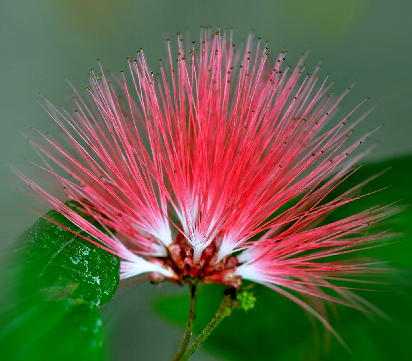 Albizia julibrissin delicate pink and white powder puff flower with green leaves