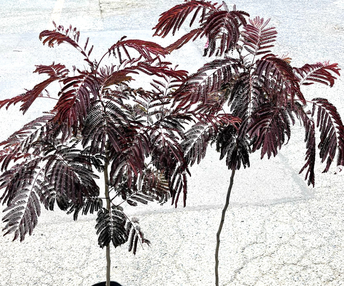 Albizia julibrissin cv SUMMER CHOCOLATE