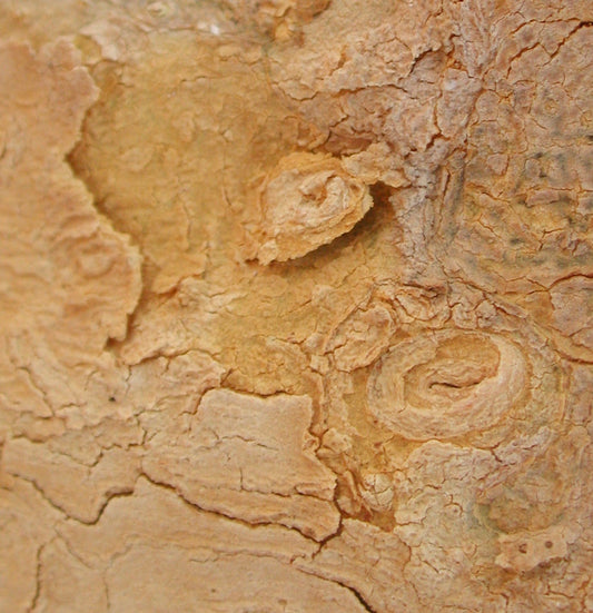 Albizia niopoides close-up of textured rough bark with natural cracks and swirls