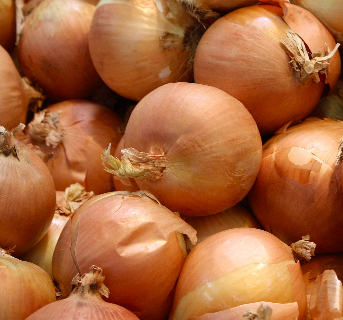 Allium cepa 'Golden Parma Onion' with smooth, round golden-brown bulbs and papery skin