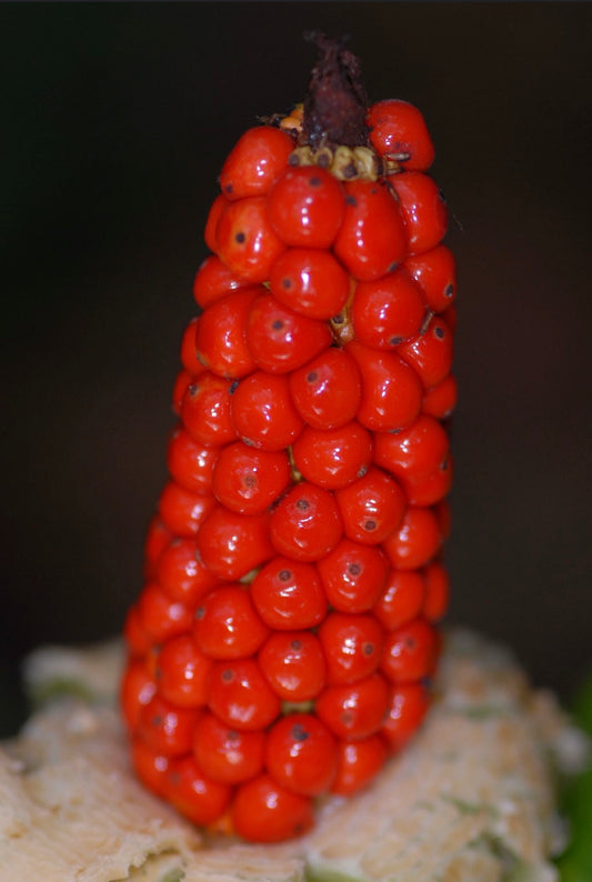 Alocasia macrorrhiza bright red clustered fruit with glossy texture close-up