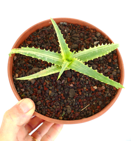 Aloe arborescens succulent with spiky variegated green and yellow leaves in small pot