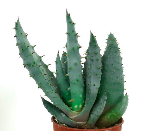 Pianta succulenta Aloe spectabilis con foglie spesse di colore verde-blu spinose in vaso di terracotta