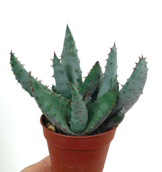 صبار صبار ألو سبكتابيليس النادر الأزرق بأوراق سميكة شوكية في وعاء صغير