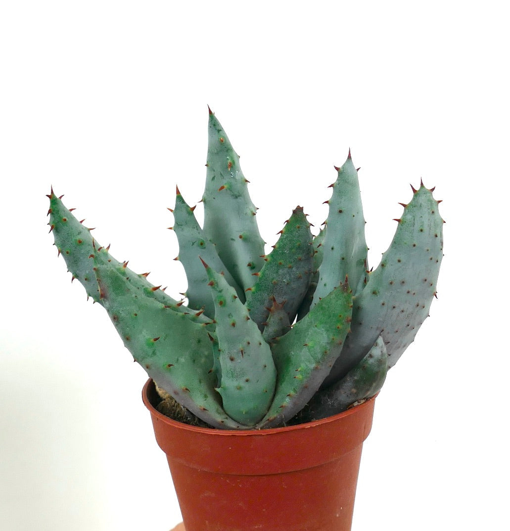 صبار صبار ألو سبكتابليس بأوراق سميكة زرقاء-خضراء شوكية في وعاء صغير