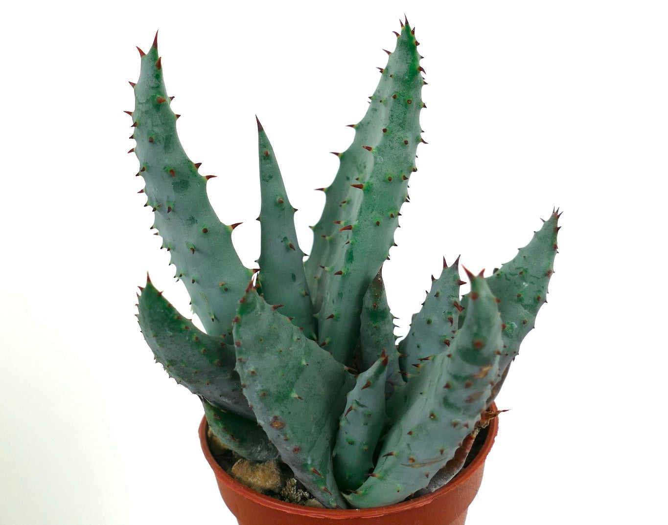 نبات عصاري صنف ألو سبكتابيلس بأوراق سميكة زرقاء-خضراء شوكية في وعاء