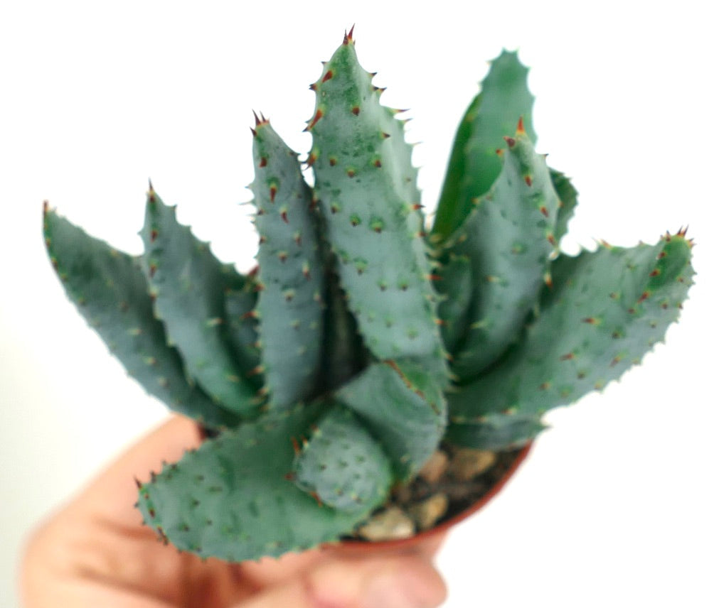 صبار ألو سبكتابيلس مع أوراق شائكة سميكة زرقاء خضراء في وعاء صغير