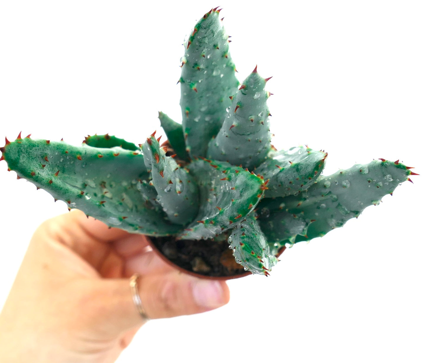 Aloe spectabilis BLUE FORM full pot A14