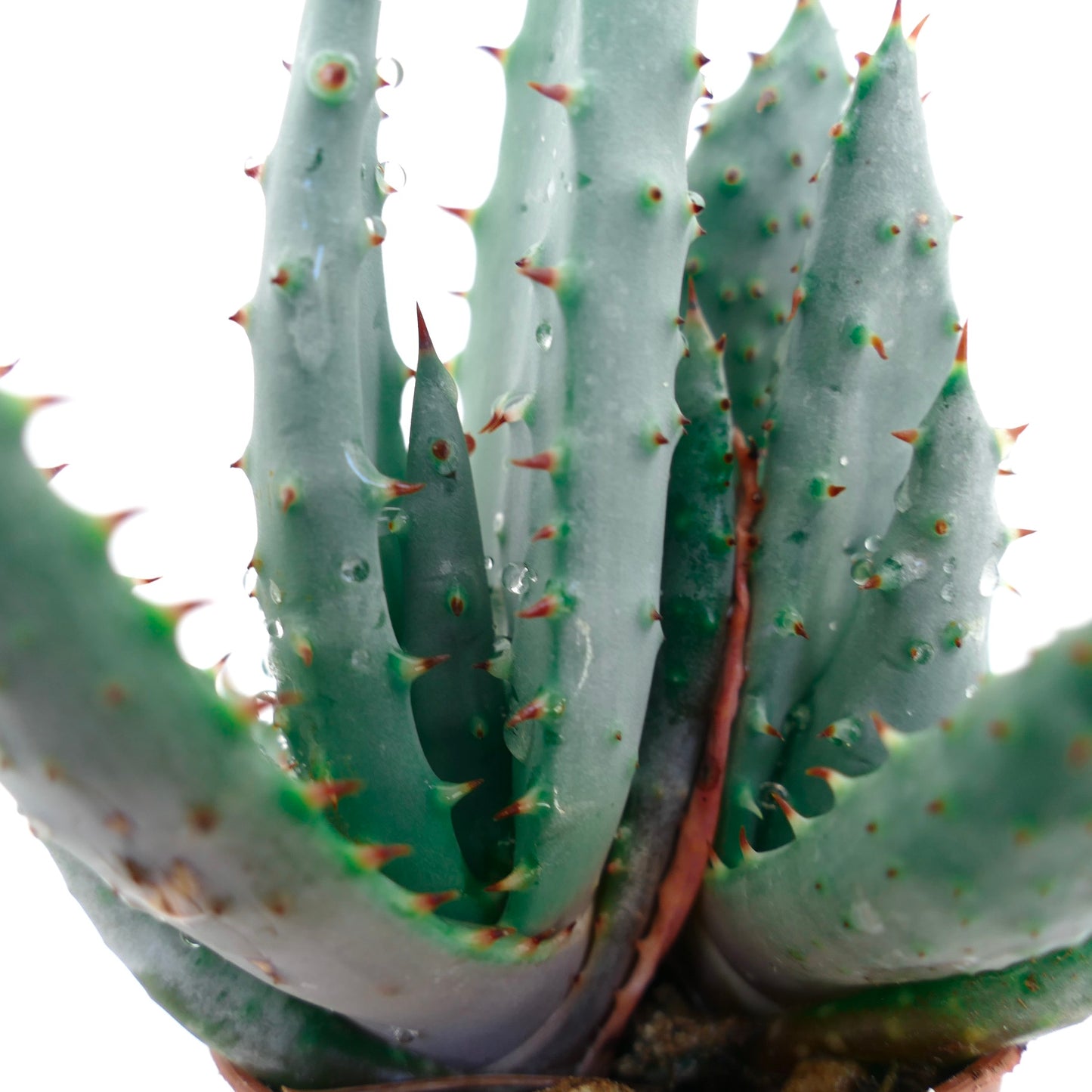Aloe spectabilis BLUE FORM full pot H9X