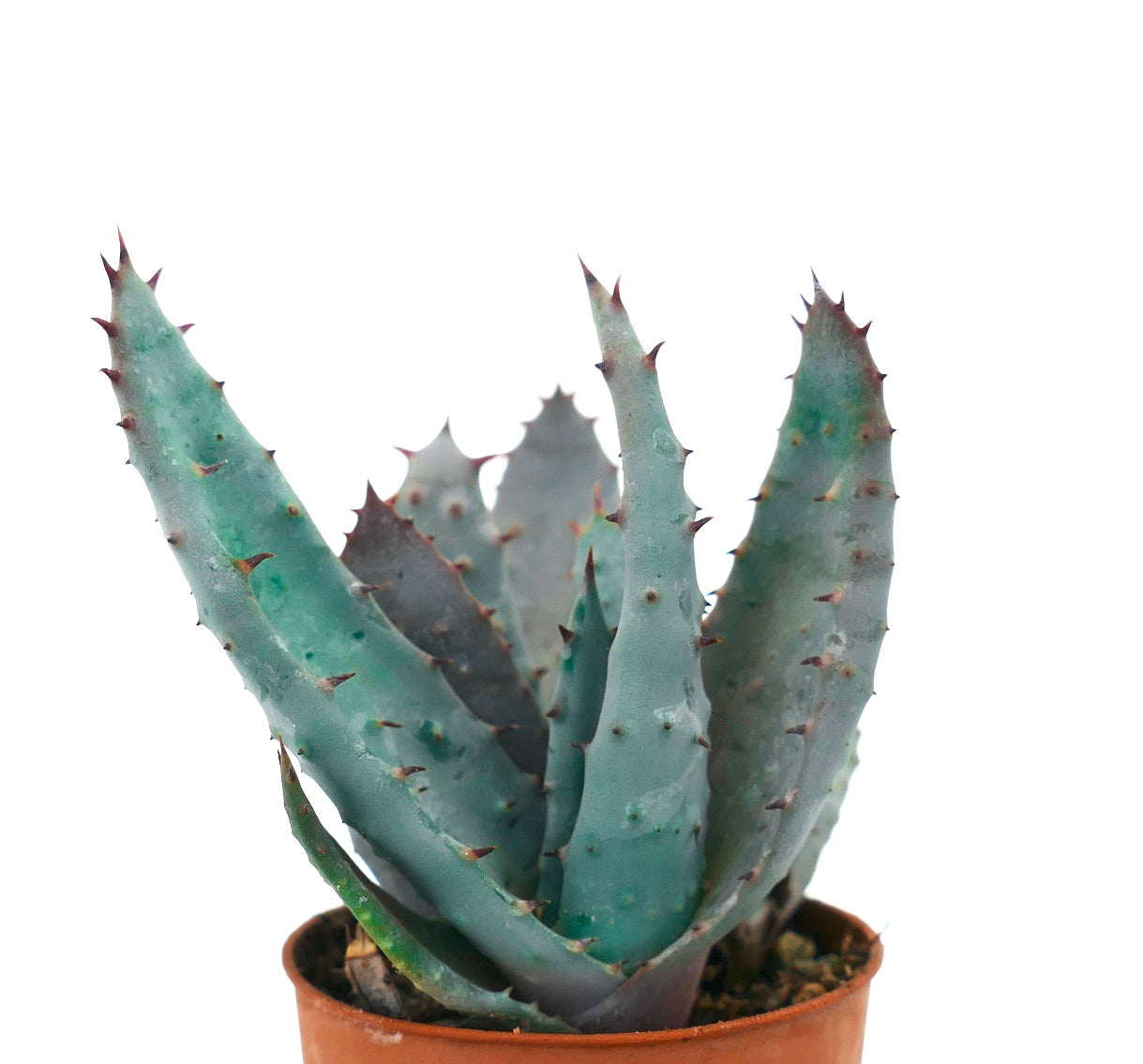 Aloe spectabilis BLUE FORM full pot K5