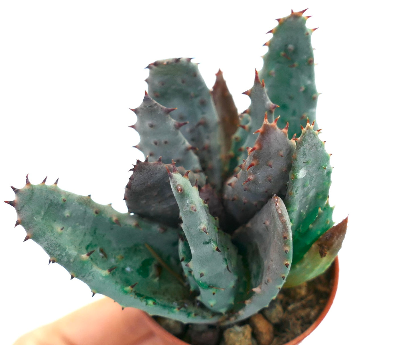 Aloe spectabilis BLUE FORM full pot Q21