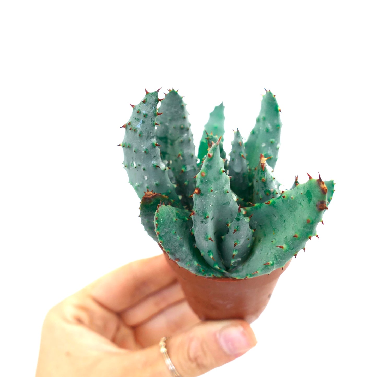 Aloe spectabilis BLUE FORM full pot VER14