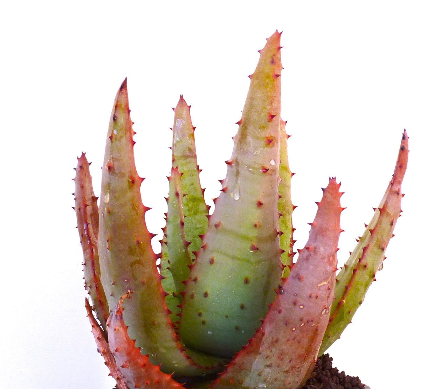 Aloe aculeata succulent with thick spiny leaves showing green and reddish hues