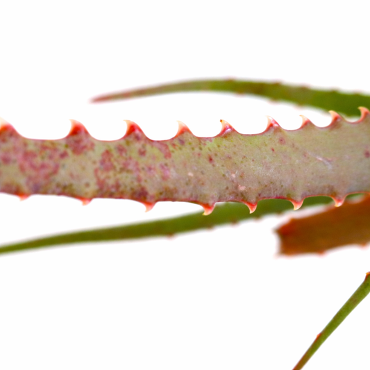 ورقة صبّار ألوية أكتوسّيما صنف أنتانيمورينسيس العصارية مع أشواك حمراء وملمس مرقّط