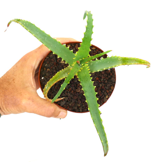 Aloe arborescens succulent with long spiky leaves and serrated edges in small pot