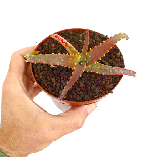 Aloe arborescens succulent with elongated spiky leaves and reddish-green hues in small pot