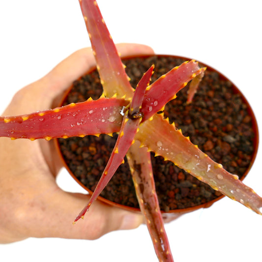 Aloe arborescens succulent with elongated red leaves and yellow spines in small pot