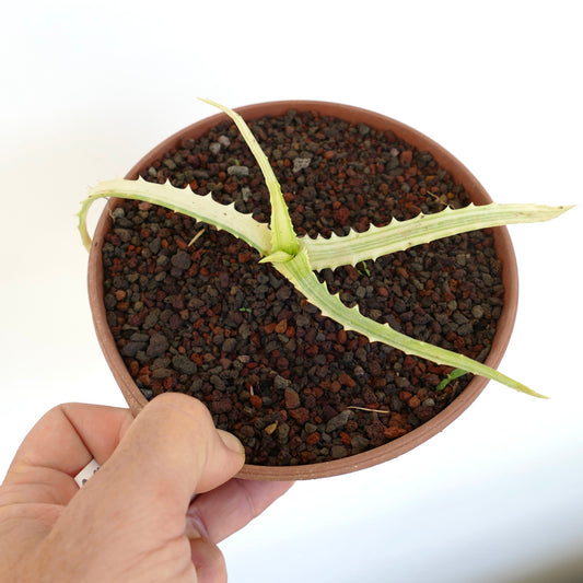 Aloe arborescens succulent with long pale variegated leaves and small spines in pot