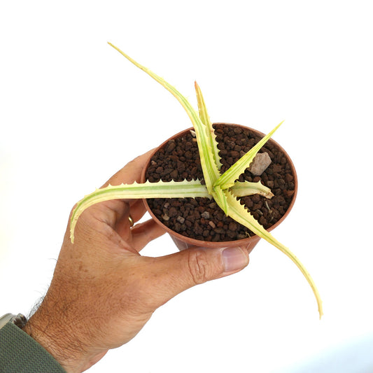 Aloe arborescens succulent with long variegated pale green and cream spiky leaves in pot