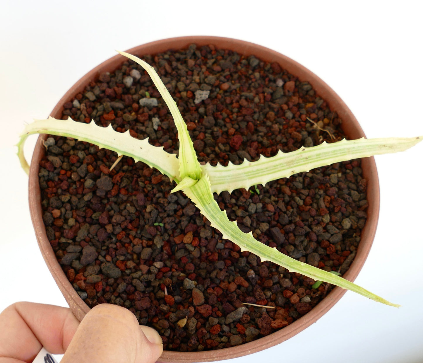 Aloe arborescens succulent with elongated spiny leaves and pale variegated stripes in pot