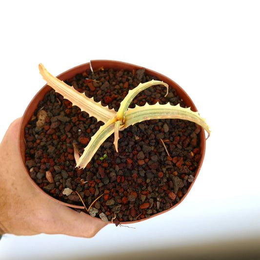 Aloe arborescens small variegated succulent with spiky pale green and cream leaves in pot