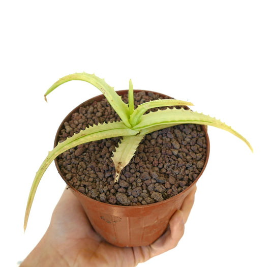 Aloe arborescens succulent with pale variegated leaves and spiny edges in pot