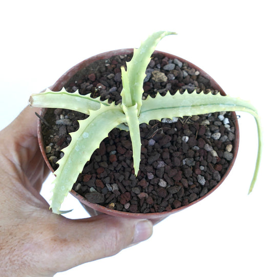 Top view of Aloe arborescens Reverse Variegated featuring elongated variegated leaves with spiny margins, planted in rocky soil