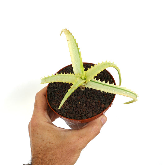 Aloe arborescens succulent with pale variegated leaves and spiny edges in small pot