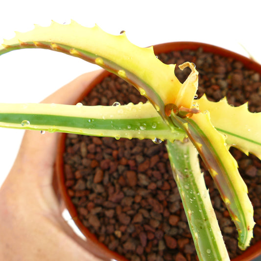 Aloe arborescens succulent with variegated yellow and green spiny leaves in pot