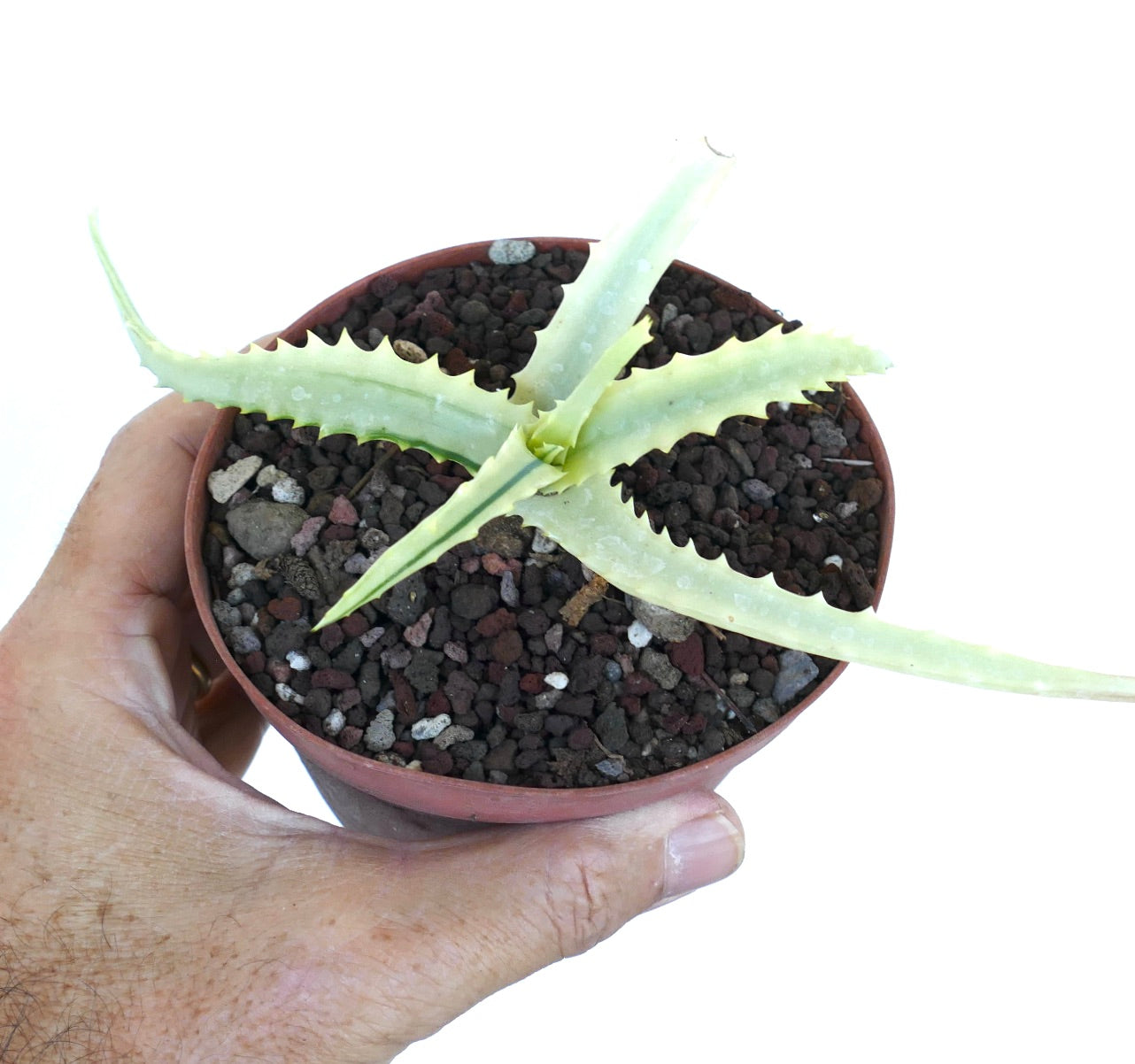 Aloe arborescens reverse variegated seen from above in a small pot, highlighting the contrasting leaf pattern of light green with dark green stripes and pronounced serrations.