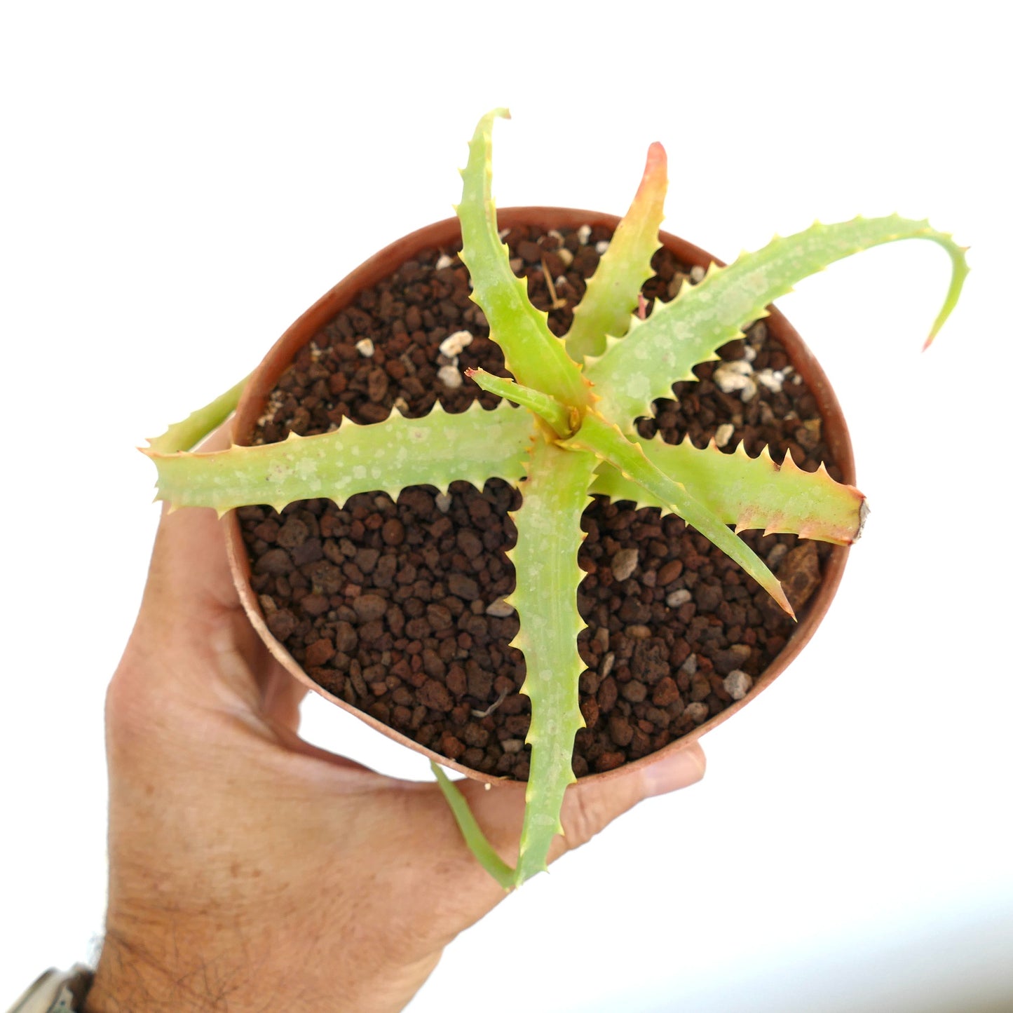Aloe arborescens succulent with pale green spotted leaves and serrated edges in pot