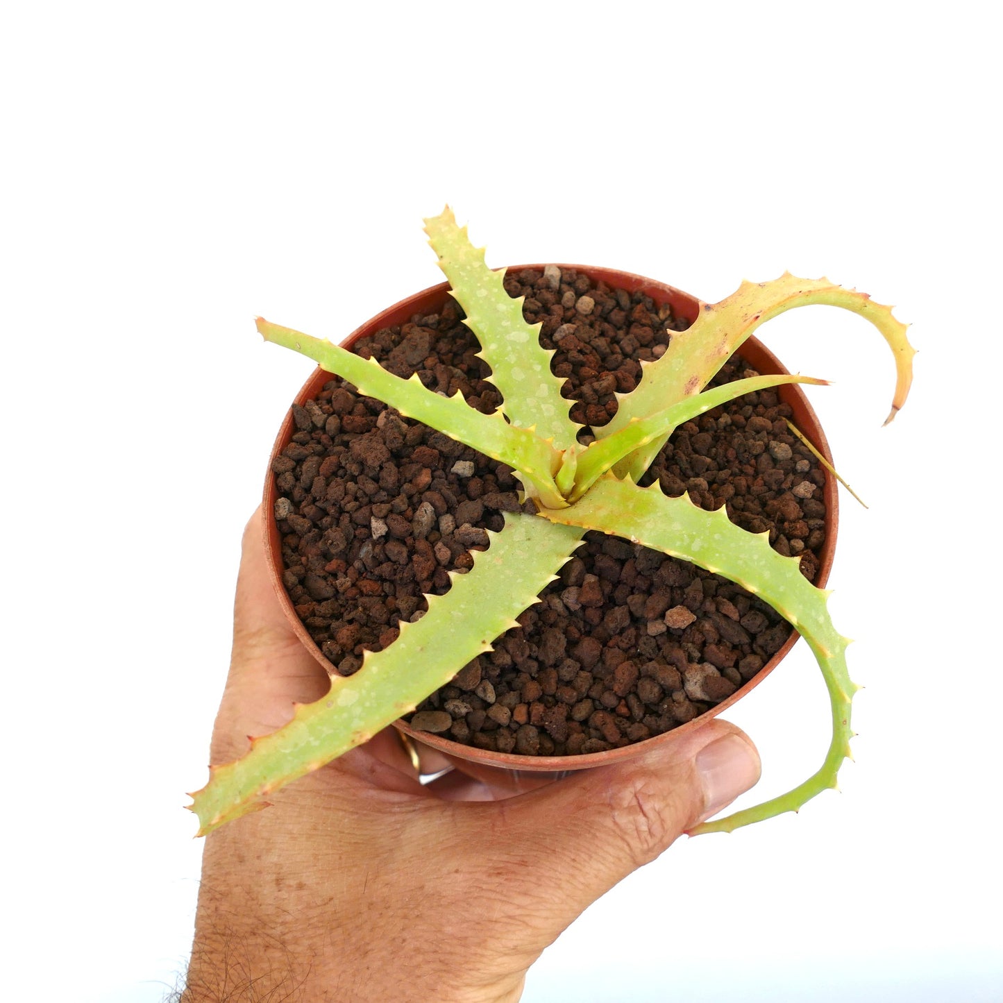 Aloe arborescens succulent with spiky, slightly variegated pale green leaves in small pot