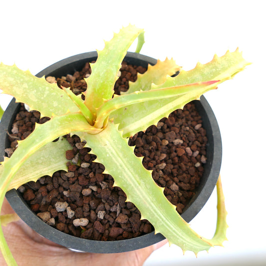 Aloe arborescens succulent with thick spiny leaves and pale green variegation in black pot
