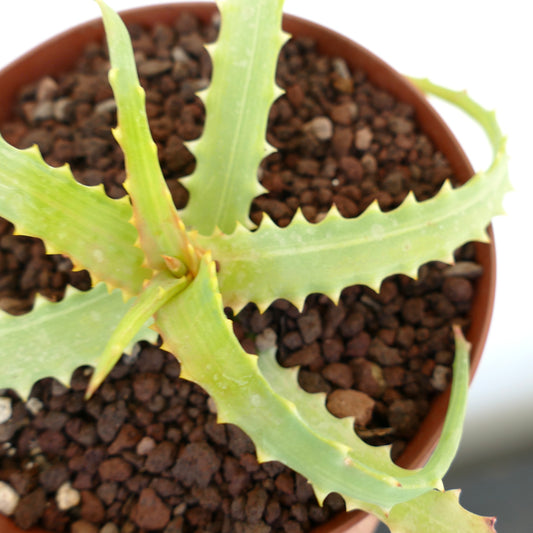 Aloe arborescens succulent with thick spiked leaves and slight variegation in terracotta pot