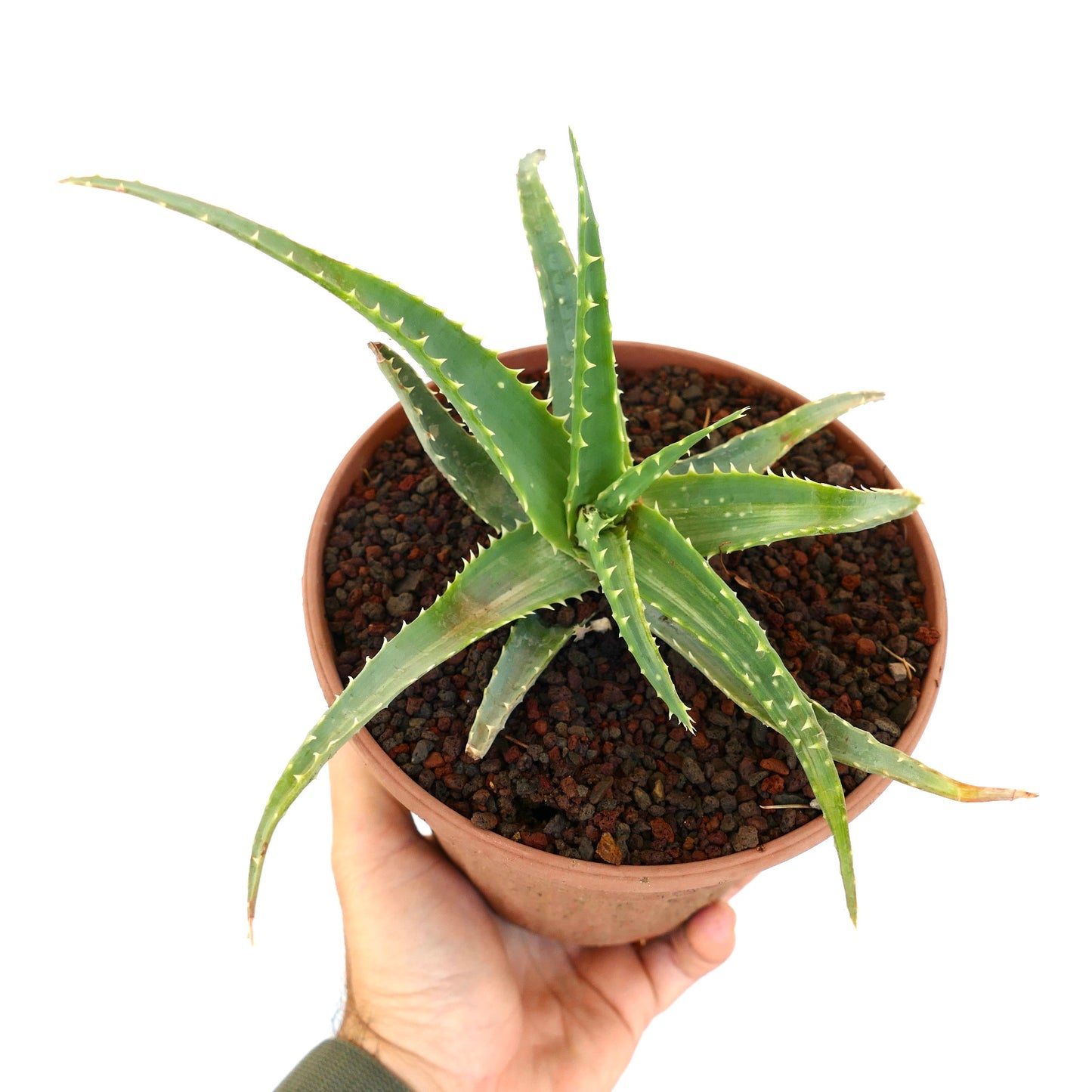 Aloe arborescens succulent with long spiky green leaves and serrated edges in pot
