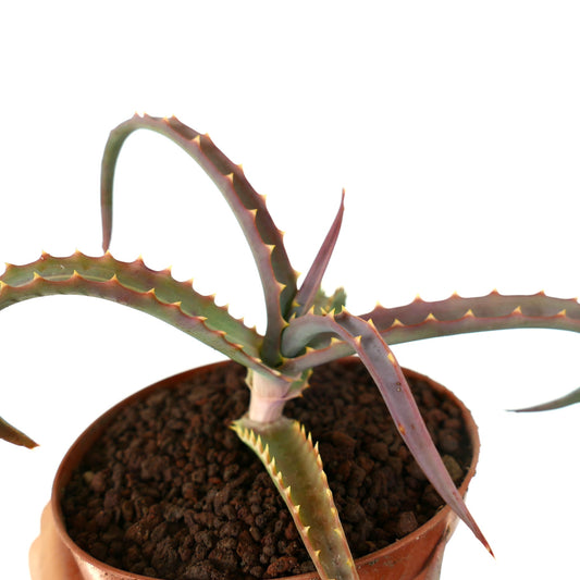 Aloe arborescens succulent with long spiky leaves and reddish-green coloration