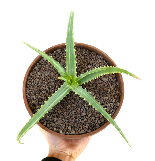 Aloe arborescens succulent with long spiky leaves and serrated edges in terracotta pot