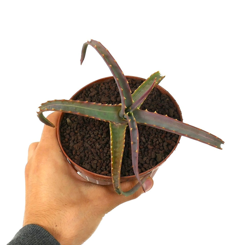 Aloe arborescens succulent with elongated spiny leaves and subtle variegated purple-green tones