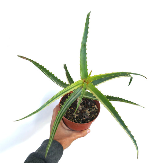 Aloe arborescens succulent with long spiky green leaves and serrated edges in pot