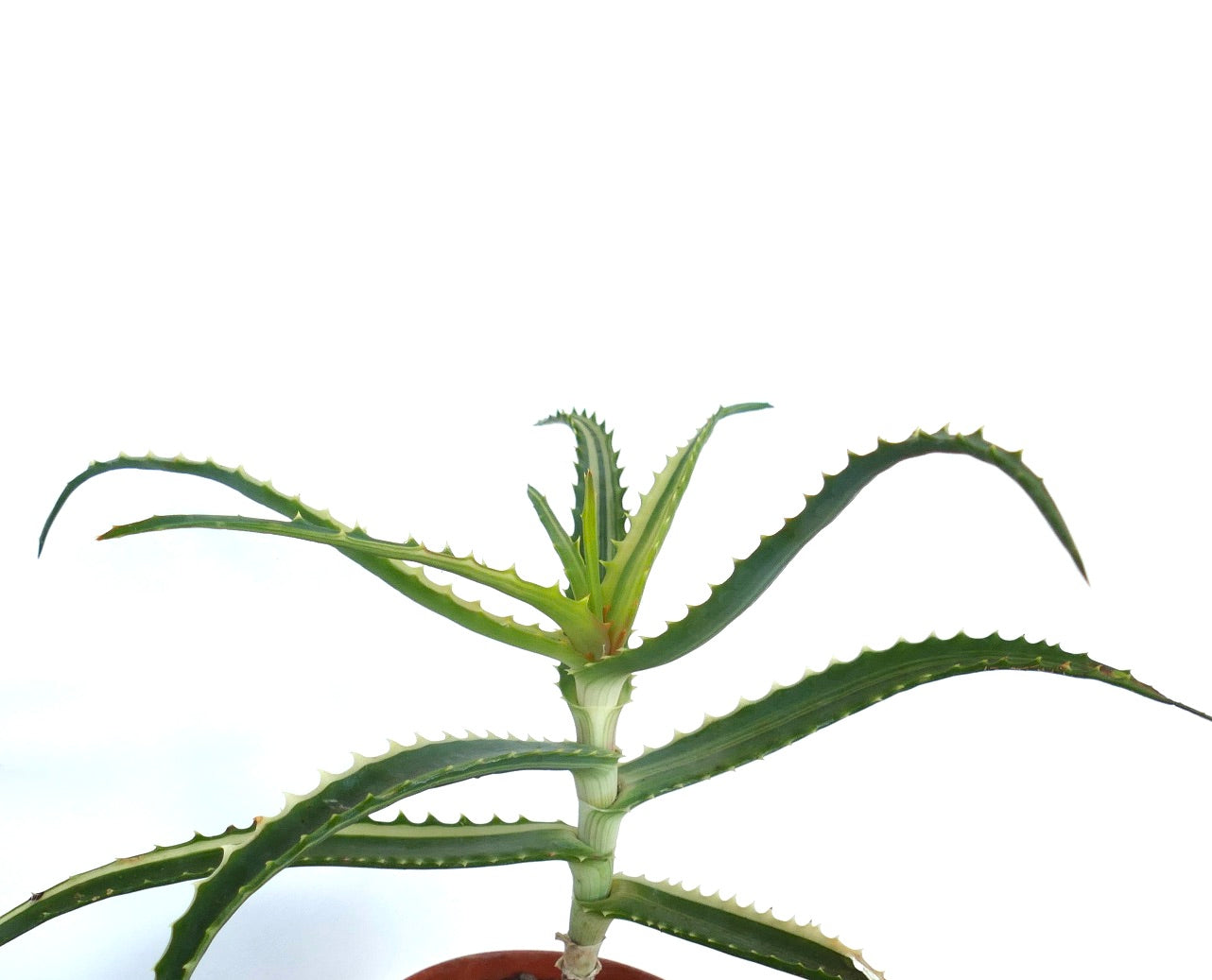 Aloe arborescens suculenta com folhas verdes longas e espinhosas e crescimento compacto em roseta